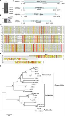 Molecular Characterization of a Chrysovirus Isolated From the Citrus Pathogen Penicillium crustosum and Related Fungicide Resistance Analysis